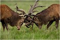  Brame Dyrehaven COMBAT de CERFS

Que nature vive 

Daniel TRINQUECOSTES 