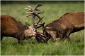 17 minutes se sont écoulées depuis le début de la confrontation.Un andouiller du cerf prétendant a perforé la cloison nasale du cerf dominant. Il ne pourra pas résister à cet accident qui le fait saigner et trés certainement le perturbe.Il décide alors de rompre le combat et de laisser la place à son vainqueur. C'est la dernière photo d'une série qui en compte environ 80.
Les jours suivants , nous ne reverrons pas ce cerf blessé qui a du se remiser pour se refaire , et espérons le guérir, dans la partie plus secrete du parc . Brame Dyrehaven COMBAT de CERFS

Que nature vive 

Daniel TRINQUECOSTES 