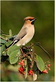  JASEUR BOREAL
OISEAUX
PHOTOGRAPHE NATURALISTE
PHOTOGRAPHIE de NATURE et de FAUNE SAUVAGE

Daniel TRINQUECOSTES
QUE NATURE VIVE 