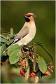 JASEUR BOREAL
OISEAUX
PHOTOGRAPHE NATURALISTE
PHOTOGRAPHIE de NATURE et de FAUNE SAUVAGE

Daniel TRINQUECOSTES
QUE NATURE VIVE 