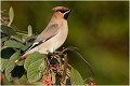  JASEUR BOREAL
OISEAUX
PHOTOGRAPHE NATURALISTE
PHOTOGRAPHIE de NATURE et de FAUNE SAUVAGE

Daniel TRINQUECOSTES
QUE NATURE VIVE 