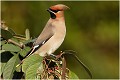  JASEUR BOREAL
OISEAUX
PHOTOGRAPHE NATURALISTE
PHOTOGRAPHIE de NATURE et de FAUNE SAUVAGE

Daniel TRINQUECOSTES
QUE NATURE VIVE 