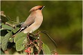  JASEUR BOREAL
OISEAUX
PHOTOGRAPHE NATURALISTE
PHOTOGRAPHIE de NATURE et de FAUNE SAUVAGE

Daniel TRINQUECOSTES
QUE NATURE VIVE 