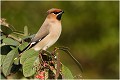  JASEUR BOREAL
OISEAUX
PHOTOGRAPHE NATURALISTE
PHOTOGRAPHIE de NATURE et de FAUNE SAUVAGE

Daniel TRINQUECOSTES
QUE NATURE VIVE
 