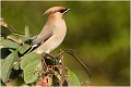  JASEUR BOREAL
OISEAUX
PHOTOGRAPHE NATURALISTE
PHOTOGRAPHIE de NATURE et de FAUNE SAUVAGE

Daniel TRINQUECOSTES
QUE NATURE VIVE 