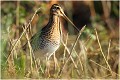  BECASSINE des MARAIS 

Que nature vive 

Daniel TRINQUECOSTES 