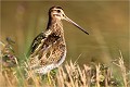  BECASSINE des MARAIS

que nature vive 

Daniel TRINQUECOSTES 