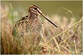  BECASSINE des MARAIS

Que nature vive 

Daniel TRINQUECOSTES 