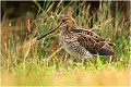  BECASSINE des MARAIS

Que nature vive 

Daniel TRINQUECOSTES
 