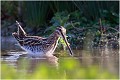  BECASSINE des MARAIS

Que nature vive 

Daniel TRINQUECOSTES 