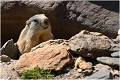 Série de 5 photos faites en vallée d' ORLU dans les pyrénées Ariégeoises . MARMOTTE photo 

Vallée d' orlu

Que nature vive 
Daniel TRINQUECOSTES 