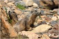  MARMOTTE photo 

Vallée d' orlu

Que nature vive 
Daniel TRINQUECOSTES 