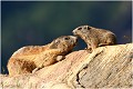 Marmotte accompagnée d'un marmotton et se dorant au soleil !
 MARMOTTE et MARMOTTON 
photo 

Vallée d' orlu

Que nature vive 
Daniel TRINQUECOSTES 
