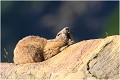 Une marmotte .....çà peut bailler !!! MARMOTTE  
photo 

Vallée d' orlu

Que nature vive 
Daniel TRINQUECOSTES 