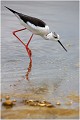 L'échasse blanche est un limicole remarquable avec ses pattes très hautes et fines d'un beau rouge.ELle aime particulièrement les vasières aux eaux peu profondes où elle cherche sa nourritire en plantant son long bec dans la vase. ECHASSE BLANCHE
Mazères
Que nature vive
Photo

Daniel TRINQUECOSTES 