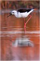 Echasse blanche, tard le soir , dans la lumière du soleil couchant . ECHASSE BLANCHE
Mazères
Que nature vive
Photo

Daniel TRINQUECOSTES 