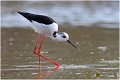  ECHASSE BLANCHE
Mazères
Que nature vive
Photo

Daniel TRINQUECOSTES 