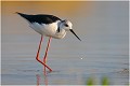 La goutte au bec .....qui tombe ! ECHASSE BLANCHE
Mazères
Que nature vive
Photo

Daniel TRINQUECOSTES 