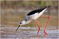  ECHASSE BLANCHE
Mazères
Que nature vive
Photo

Daniel TRINQUECOSTES 