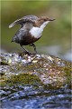  CINCLE PLONGEUR

Photos nature
que nature vive 
Daniel TRINQUECOSTES 