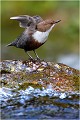 CINCLE PLONGEUR
oiseau
Photo nature 

que nature vive 
Daniel TRINQUECOSTES 