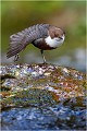  CINCLE PLONGEUR
oiseau
Photo nature 

que nature vive 
Daniel TRINQUECOSTES 