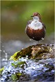  CINCLE PLONGEUR
oiseau
Photo nature 

que nature vive 
Daniel TRINQUECOSTES 