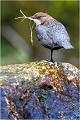 Il faut aménager le nid ...... CINCLE PLONGEUR
oiseau
Photo nature 

que nature vive 
Daniel TRINQUECOSTES 