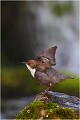  CINCLE PLONGEUR
oiseau
Photo nature et faune sauvage

que nature vive 
Daniel TRINQUECOSTES 