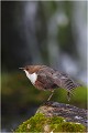  CINCLE PLONGEUR
oiseau
Photo nature et faune sauvage

que nature vive 
Daniel TRINQUECOSTES 