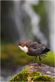  CINCLE PLONGEUR
oiseau
Photo nature et faune sauvage

que nature vive 
Daniel TRINQUECOSTES 