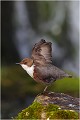  CINCLE PLONGEUR
oiseau
Photo nature et faune sauvage

que nature vive 
Daniel TRINQUECOSTES 