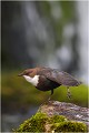  CINCLE PLONGEUR
oiseau
Photo nature et faune sauvage

que nature vive 
Daniel TRINQUECOSTES 