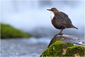 Toujours devant la cascade quand celle ci a un gros débit CINCLE PLONGEUR 
Oiseau
PHOTO NATURE

Que nature vive 

Daniel TRINQUECOSTES 