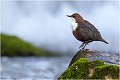  CINCLE PLONGEUR 
Oiseau
PHOTO NATURE

Que nature vive 

Daniel TRINQUECOSTES 