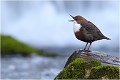  CINCLE PLONGEUR 
Oiseau
PHOTO NATURE

Que nature vive 

Daniel TRINQUECOSTES 