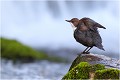  CINCLE PLONGEUR 
Oiseau
PHOTO NATURE

Que nature vive 

Daniel TRINQUECOSTES 