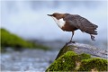  CINCLE PLONGEUR 
Oiseau
PHOTO NATURE

Que nature vive 

Daniel TRINQUECOSTES 