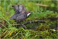  CINCLE PLONGEUR
photo nature faune sauvage
Oiseau
que-nature-vive
Daniel TRINQUECOSTES

 