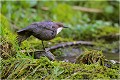  CINCLE PLONGEUR
photo nature faune sauvage
Oiseau
que-nature-vive
Daniel TRINQUECOSTES
 