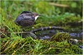  CINCLE PLONGEUR
photo nature faune sauvage
Oiseau
que-nature-vive
Daniel TRINQUECOSTES
 