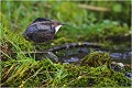  CINCLE PLONGEUR
photo nature faune sauvage
Oiseau
que-nature-vive
Daniel TRINQUECOSTES
 