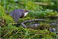  CINCLE PLONGEUR
photo nature faune sauvage
Oiseau
que-nature-vive
Daniel TRINQUECOSTES
 