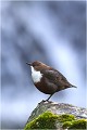 Au commencement du cycle Cincle plongeur
Photographie nature faune sauvage
oiseau

Que-nature-vive

daniel Trinquecostes 