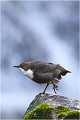 Commencement d'étirement CINCLE PLONGEUR 
Oiseau
PHOTO NATURE et faune sauvage

Que nature vive 

Daniel TRINQUECOSTES 