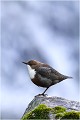 Retour à la position repos CINCLE PLONGEUR 
Oiseau
PHOTO NATURE et faune sauvage

Que nature vive 

Daniel TRINQUECOSTES 