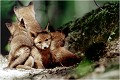 Pendant que les trois qui ont le dos tourné observent la renarde , le quatrième ....courageusement me fait face !
 RENARD RENARDEAU TERRIER
VULPES VULPES
Mammifère

Photographie de nature et de faune sauvage
Photographe naturaliste
Que nature vive
Daniel TRINQUECOSTES 