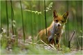 Je suis dissimulé à une dizaine de mêtres du terrier et la renarde fait une sortie pour savoir ce qui se passe aux alentours.Tranquilisée elle rentrera dans le terrier. RENARD RENARDEAU TERRIER
VULPES VULPES
Mammifère

Photographie de nature et de faune sauvage
Photographe naturaliste
Que nature vive
Daniel TRINQUECOSTES 