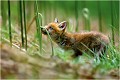 Pour moi il restera " le renardeau à la fougère " car il passait son temps à briser les posses de fougères. RENARD RENARDEAU TERRIER
VULPES VULPES
Mammifère

Photographie de nature et de faune sauvage
Photographe naturaliste
Que nature vive
Daniel TRINQUECOSTES 