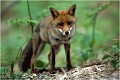 Cette renarde très efflanquée revient au terrier pour s'occuper de ses jeunes en plein milieu d'après midi. RENARD RENARDEAU TERRIER
VULPES VULPES
Mammifère

Photographie de nature et de faune sauvage
Photographe naturaliste
Que nature vive
Daniel TRINQUECOSTES 